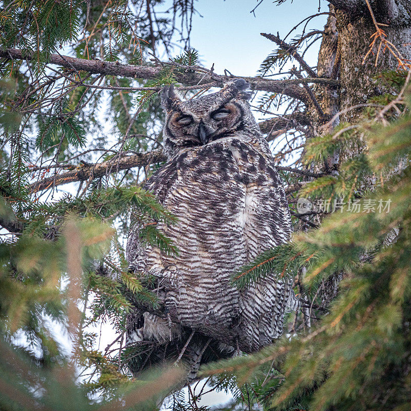 美国大公(Bubo virginianus)，大角猫头鹰，美国buho。